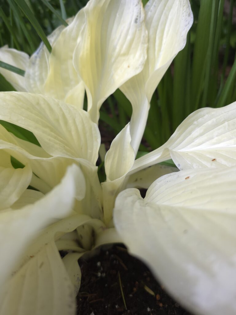 20250611 171138 768x1024